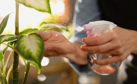 شیوه صحیح نگهداری از دیفن باخیا شیوه صحیح نگهداری از دیفن باخیا