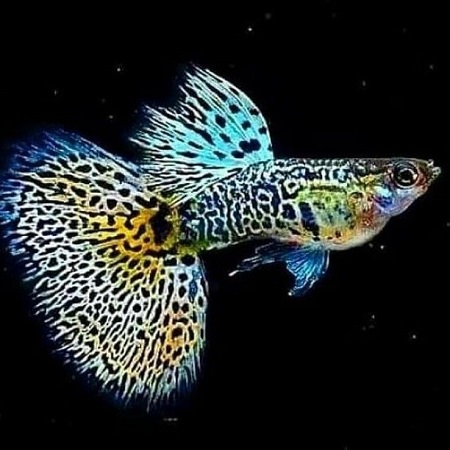 
			
		ماهی گوپی و روش نگهداری و تکثیر آن 
		هرآنچه لازم است برای پرورش ماهی گوپی بدانید