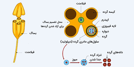 نحوه انجام گرده افشانی گیاهان انواع گرده افشانی, گرده افشانی مستقیم, گرده افشانی چیست
