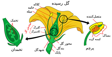 گرده افشانی از طریق حشرات و جانوران گرده افشانی, گرده افشانی گیاهان, گرده افشانی ذرت