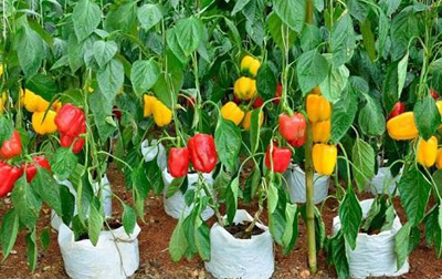 
			
		نحوه کاشت فلفل دلمه ای در خانه
		
