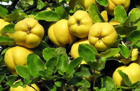 انواع درخت به + نگهداری و تکثیر درخت به
همه چیز درباره درخت به