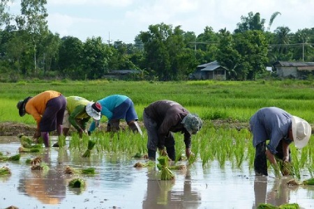 
			
		آشنایی با مراحل کاشت برنج در شالیزار و گلدان
		چگونگی کاشت برنج