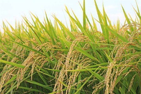 نحوه کاشت برنج,فصل کاشت وبرداشت محصول برنج,کاشت برنج