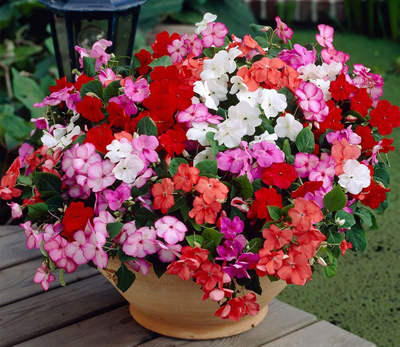 
			
		آشنایی با نحوه نگهداری از گل حنا
		
