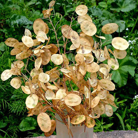گیاه سکه ای،نحوه نگهداری از گیاه سکه ای عمر گیاه سکهای, رنگ علف ماه