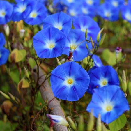  عکس های گل نیلوفر, گیاهشناسی گل نیلوفر