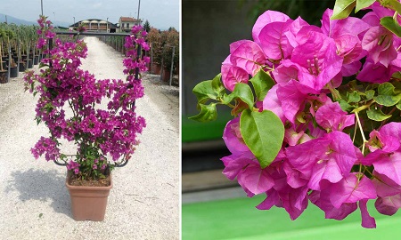 روشهای نگهداری و پرورش گل کاغذی
رازهای نگهداری و تکثیر گل کاغذی