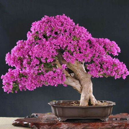 بونسای گل کاغذی قلمه زدن گل کاغذی,زمان هرس گل کاغذی,بونسای گل کاغذی