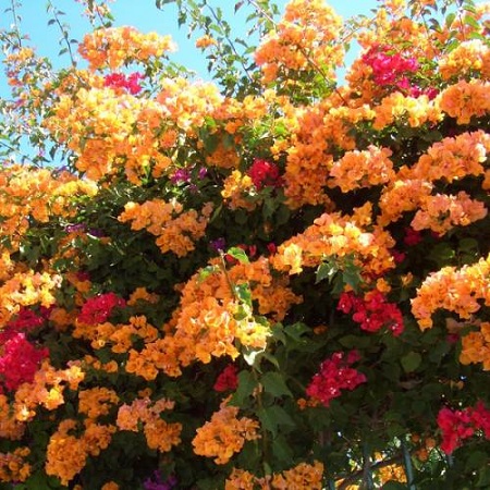روش تکثیر گل کاغذی گل کاغذی،زمان تکثیر گل کاغذی,خاک مناسب برای گل کاغذی