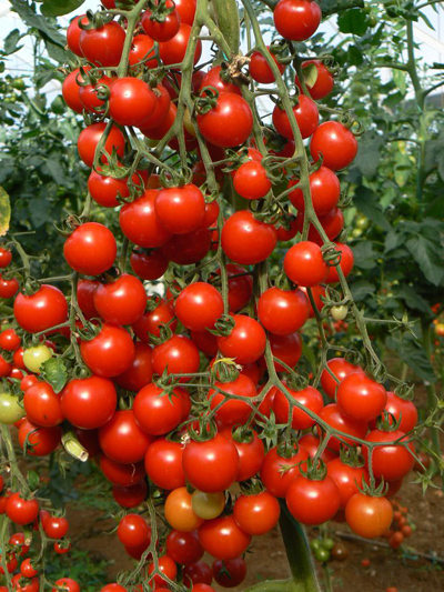 
			
		نحوه کاشت گوجه چری (گیلاسی)
		