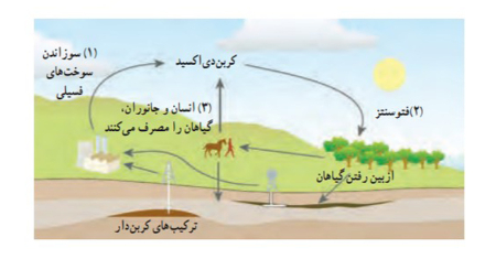 کربن و تغییرات اقلیمی فرآیند فتوسنتز, نقش کربن در طبیعت