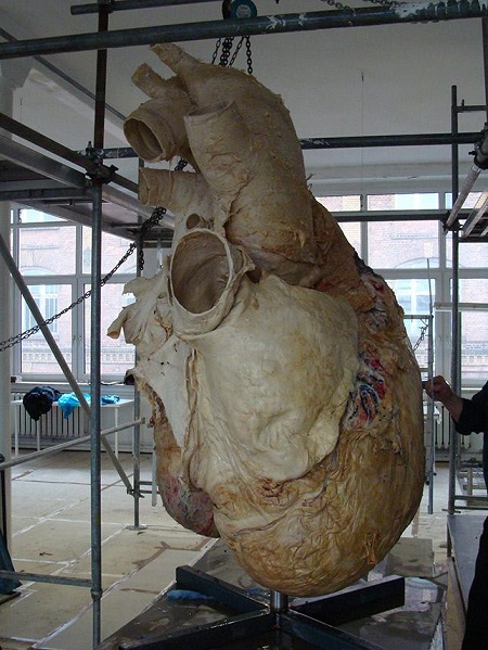عجیب ترین قلب بین حیوانات, عجیب‌ترین قلب‌ها در حیات‌وحش, قلب 3 حفره ای قورباغه
