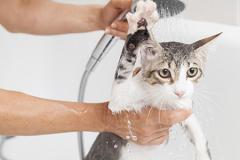 
			
		آیا گربه ها به حمام نیاز دارند؟ نحوه شستشوی گربه ها
		شستشوی گربه در منزل با ترفندهایی ساده و کاربردی
