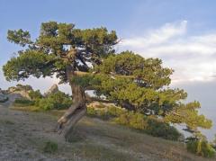 
			
		انواع درخت ارس + نحوه رشد و مراقبت از درختچه ها و درختان
		درخت ارس، با طاقتی باور نکردنی