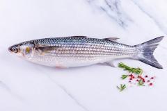 
			
		آشنایی با انواع ماهی کفال، نحوه پرورش و تغذیه 
		نکات مهم که در مورد شرایط پرورش ماهی کپور باید بدانید!