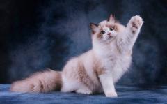 
			
		معرفی گربه رگدال یکی از بهترین نژاد گربه ها
		آشنایی با گربه‌ رگدال یا گربه معروف به عروسک پارچه‌ای