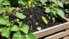 بهترین کود برای خیار: نکات طلایی برای رشد بهتربهترین کودها برای خیارنحوه استفاده از کودها برای خیارتوصیه‌های نهاییسوالات متداول درباره بهترین کود برای خیار و نحوه استفاده از آننتیجه‌گیری