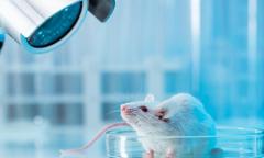 
			
		همه چیز درباره آبله موش؛ بیماری نادر در موش ها
		بیماری آبله موش/ پیشگیری، علائم و درمان آبله موش