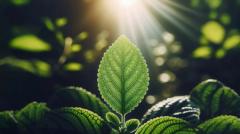 فتوسنتز مصنوعی: فرآیندهای بیوشیمیایی دقیق برای تولید انرژی پایدار
فرآیندهای بیوشیمیایی در فتوسنتز مصنوعی فرآیندهای طبیعی فتوسنتز به عنوان پایهفرآیندهای بیوشیمیایی در فتوسنتز مصنوعیکاربردها در تولید انرژی پایدارچالش‌ها و چشم‌انداز آیندهسوالات متداول درباره فتوسنتز مصنوعی وفرآیندهای بیوشیمیایی دقیق برای تولید انرژی پایدار نتیجه‌گیری