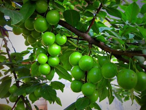 
			
		نگهداری و کاشت درخت گوجه سبز
		
