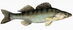 
ماهی سوف: شکارچیان عمیق آب‌های شیرین 
 ماهی سوفویژگی‌های ظاهری ماهی‌های سوف انواع گونه‌های سوف ماهیان 
تغذیه و تولید مثل سوف ماهی خواص ماهی سوف 
سوالات متداول درباره ماهی سوف 
سخن پایانی مقاله ی ماهی سوف