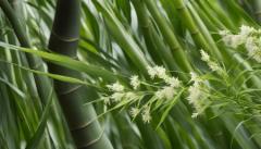 با نیروان غول‌پیکر آشنا شوید: نکات کلیدی نگهداری آروندیناریامعرفی و نگهداری گیاه آروندیناریا  توصیف گیاهگونه‌های اصلی آروندیناریاشرایط رشد ایده‌آلکاشت و تکثیرنگهداری و مراقبتمشکلات رایج و راه‌حل‌هاکاربردهاسوالات متداول درباره معرفی و نگهداری گیاه آروندیناریا  نتیجه‌گیری