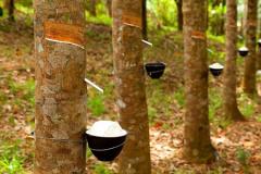 
			
		نحوه کاشت، پرورش و تکثیر درخت کائوچو ؛ منبعی برای تولید لاستیک های طبیعی    
		درخت کائوچو چیست و چه کاربردهایی دارد؟ 