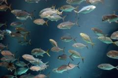 
			
		   ماهی‌ها ۱۵۵میلیون سال است که صحبت می‌کنند!
		