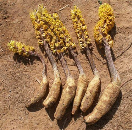 سیستانچ بهترین مکملهای گیاهی برای بدنسازی, افزایش تستوسترون با گیاهان دارویی