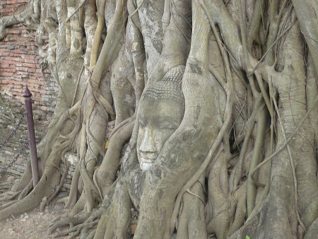 درخت بودای آیوتایا