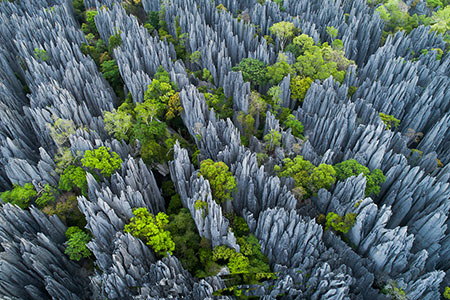جنگل سینجی,جنگل سینجی در ماداگاسکار,جنگل چاقو در ماداگاسکار