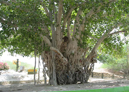 درخت مکرزن چابهار, علت نام گذاری درخت‌ مکرزن, جایگاه درخت مکرزن در روایات مذهبی و محلی