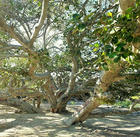 درخت مکرزن چابهار, علت نام گذاری درخت‌ مکرزن,رشد درخت مکرزن در روستاهای مختلف چابهار