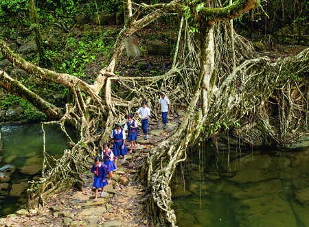  پل های زنده, پل درختی جنگل, عجیب‌ترین پل‌های ریشه‌ای طبیعی