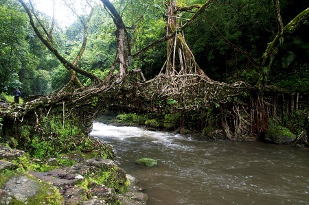  پل درختی در هند, ساخت پل از ریشه درختان, جاذبه های گردشگری هند