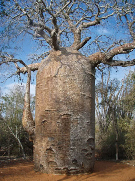 درخت افسانه ای بائوباب,همه چیز در مورد درخت افسانه ای بائوباب,آشنایی با درخت های عجیب بائوباب