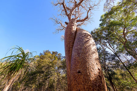 درخت افسانه ای بائوباب,همه چیز در مورد درخت افسانه ای بائوباب,آنچه درباره درختان افسانه‌ای بائوباب نمی‌دانستید