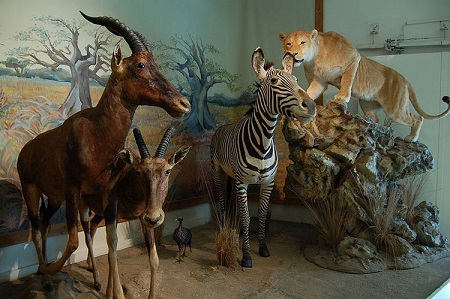 گونه های نادر جانوری, موزه محیط زیست یزد, موزه تاریخ طبیعی یزد