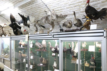 گونه های نادر جانوری در موزه تاریخ طبیعی یزد, موزه محیط زیست یزد, موزه تاریخ طبیعی یزد