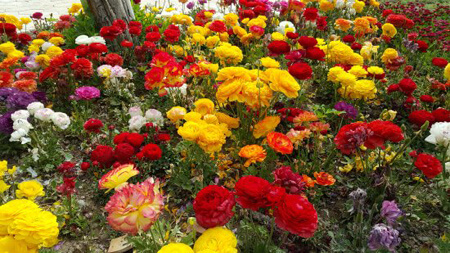 باغ گل های اصفهان,تصاویر باغ گل های اصفهان,تصاویری از باغ گل های اصفهان