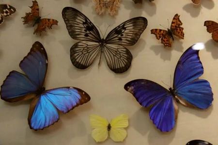  باغ موزه‌ای پروانه‌های خاص ناژوان