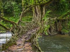 
			
		پل های چند صد ساله که از ریشه های در هم پیچیده ساخته شده اند (پل درختی در هند)
		پل های زیبا در کشور هند از جنس گیاه و شاخه درخت 